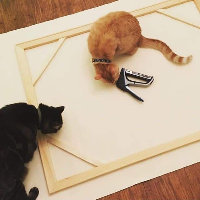 Our staple guns are a hit with furry friends, too. After discovering some canvas in her closet, artist @artyfartyslumberparty used the TacMate to stretch canvases. She loved the rubberized grip of our tool! Click the link in our profile to take a closer look at the tool, see what other people are saying about it and watch a video.
