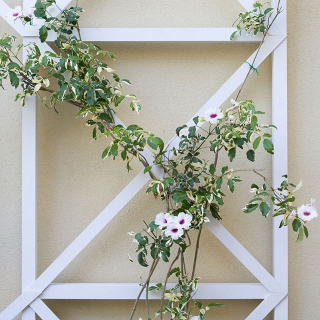 Want to learn how to build a criss cross garden wall trellis? I built one with a handy brad nailer by @arrowfastener - learn how you can too on the blog!